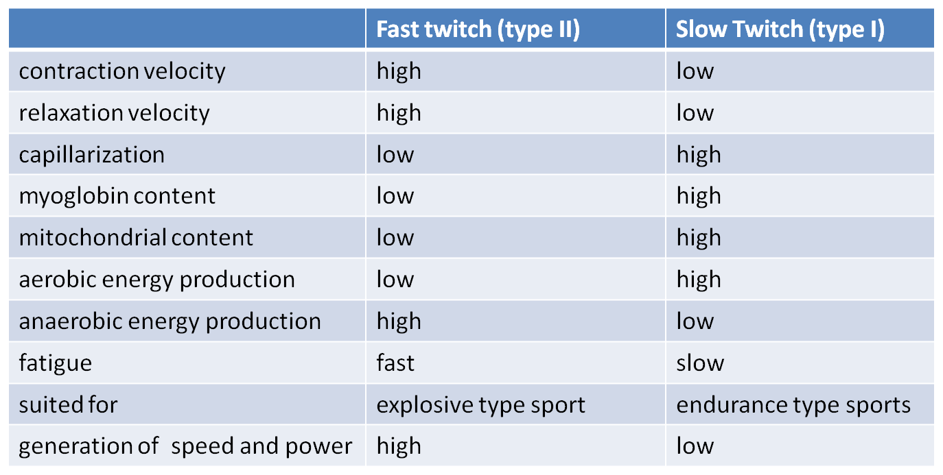 Fast And Slow Twitch Muscle Fibers Chart