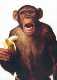 chimp-loves-banana