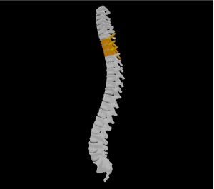 Spine