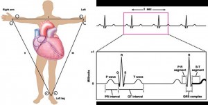 Heart and ECG