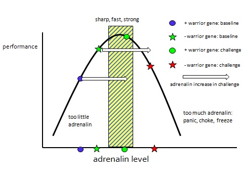 Stress levels and the warrior gene