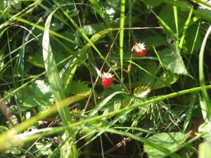 Fragaria vesca alpina