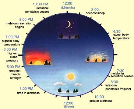 Ciracadian rhythm of the body clock