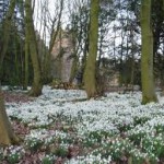 Galanthus nivalis