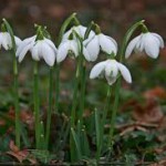 Galanthus nivalis