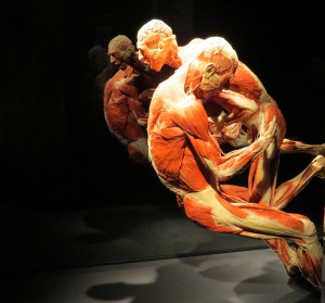 Wrestlers in action Courtesy of Body Worlds)