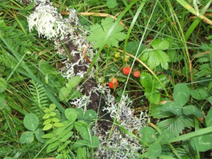 Oakmoss and wild strawberries